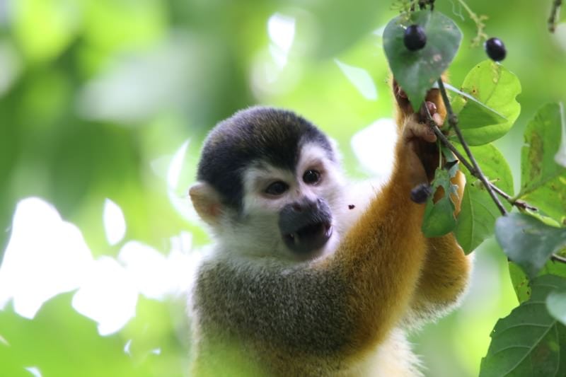 Squirrel Monkey Corcovado National Park