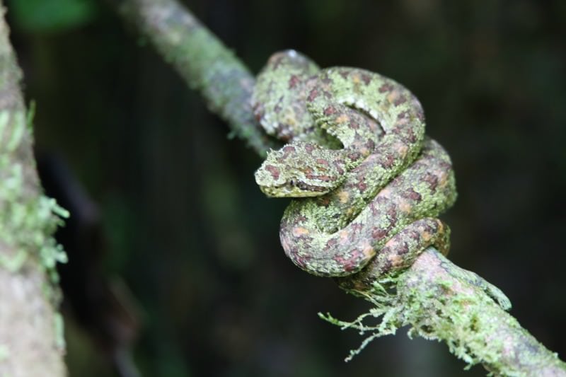 Pit Viper in Cocorvado National Park