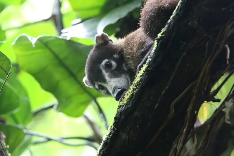 Coati (Costa Rican Raccoon) Corcovado National Park