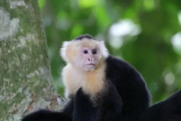White Face Monkeys Costa Rica