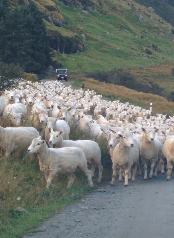 New Zealand is full of sheep!
