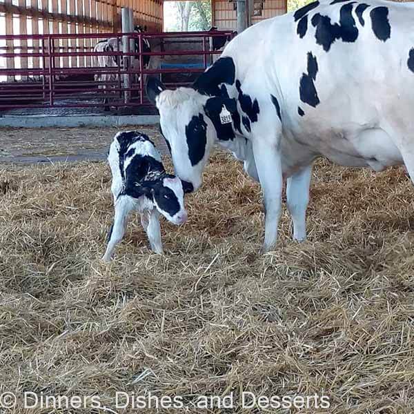 Baby calf born only minutes before on Clardale Farms