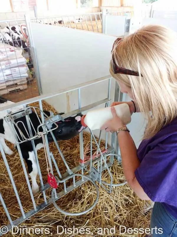 Milking week old calfs at Clardale Farms