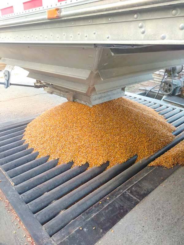 Sending the corn to dry, so it can be ground into feed and sold.