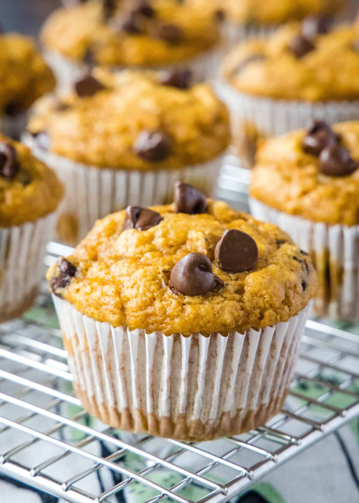pumpkin chocolate chip muffins on cooling rack